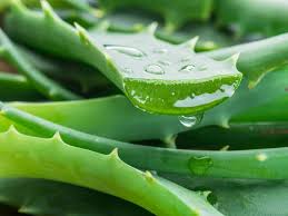 Extracția cu ultrasunete poate crește activitatea antigripală a Aloe Vera?